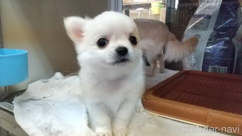 成約済の愛知県のチワワ(ロングコート)-338456の2枚目