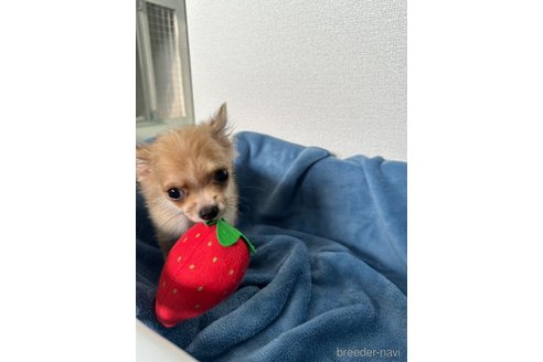 成約済の愛知県のチワワ(ロングコート)-343763の2枚目