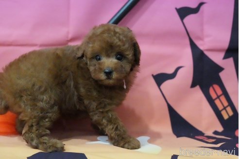 成約済の愛知県のタイニープードル-343770の2枚目
