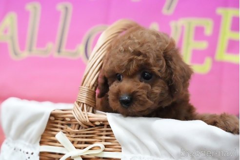 成約済の愛知県のタイニープードル-343774の4枚目