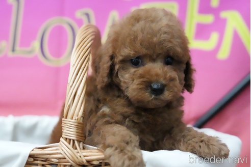 成約済の愛知県のタイニープードル-343777の3枚目
