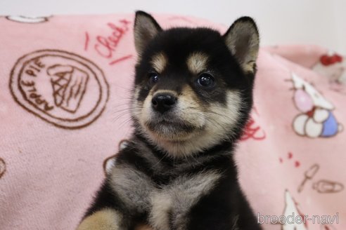 成約済の東京都の柴犬-343397の3枚目