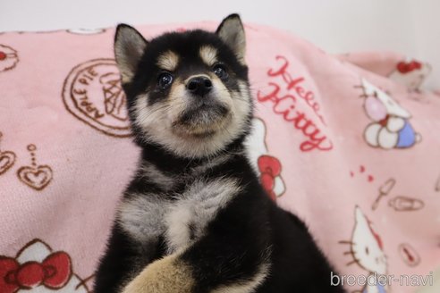 成約済の東京都の柴犬-343397の1枚目