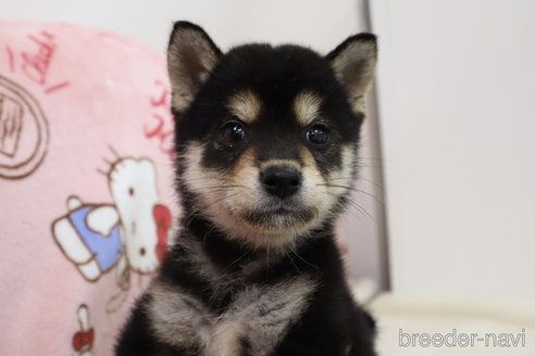 成約済の東京都の柴犬-343397の2枚目
