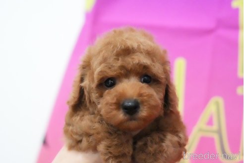 成約済の愛知県のタイニープードル-343785の2枚目