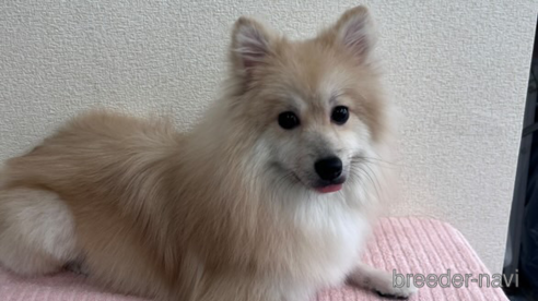 成約済の栃木県のポメラニアン-343919の3枚目