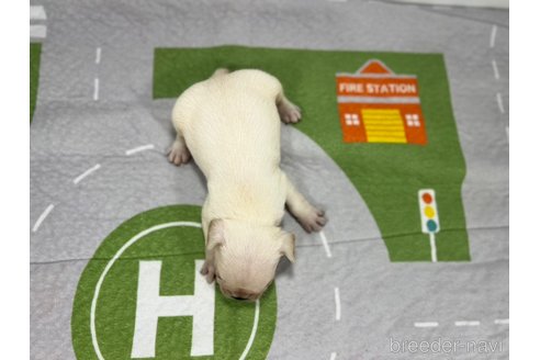 成約済の愛知県のフレンチブルドッグ-343797の5枚目