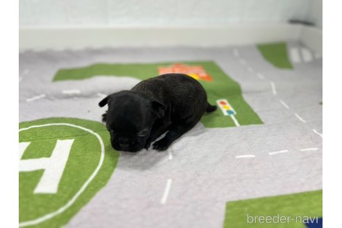 成約済の愛知県のフレンチブルドッグ-343801の3枚目