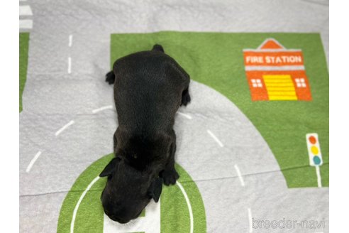 成約済の愛知県のフレンチブルドッグ-343806の3枚目