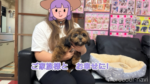 成約済の岐阜県のミックス犬-326849の1枚目