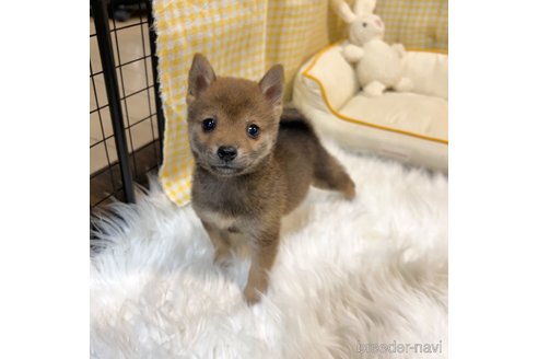 成約済の栃木県の柴犬-343875の28枚目