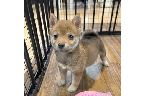 成約済の栃木県の柴犬-343875の31枚目