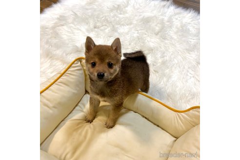 成約済の栃木県の柴犬-343875の30枚目
