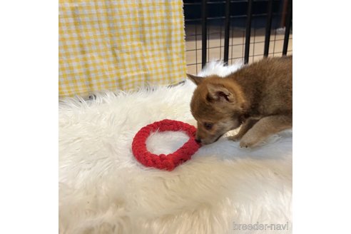 成約済の栃木県の柴犬-343875の29枚目