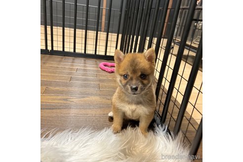 成約済の栃木県の柴犬-343879の34枚目