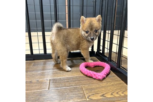 成約済の栃木県の柴犬-343879の33枚目