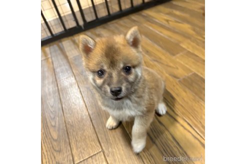 成約済の栃木県の柴犬-343879の32枚目