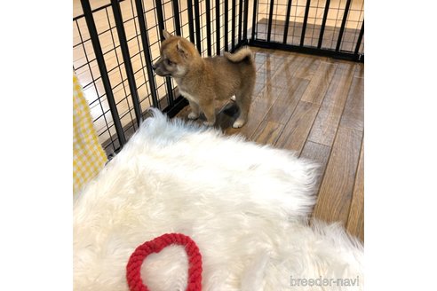 成約済の栃木県の柴犬-343879の31枚目