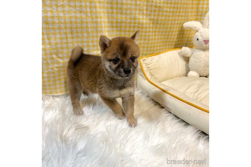 成約済の栃木県の柴犬-343879の27枚目
