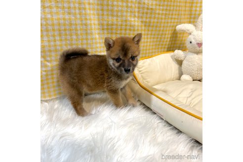 成約済の栃木県の柴犬-343879の26枚目