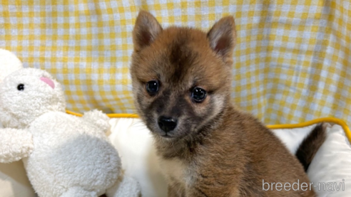 成約済の栃木県の柴犬-343879の24枚目