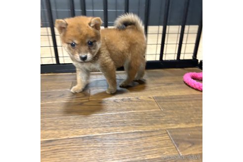 成約済の栃木県の柴犬-343880の31枚目