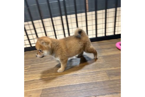 成約済の栃木県の柴犬-343880の38枚目