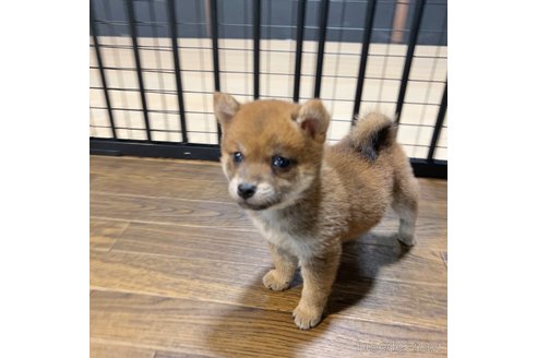 成約済の栃木県の柴犬-343880の37枚目