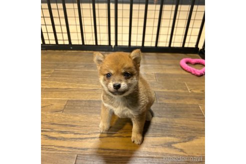 成約済の栃木県の柴犬-343880の36枚目