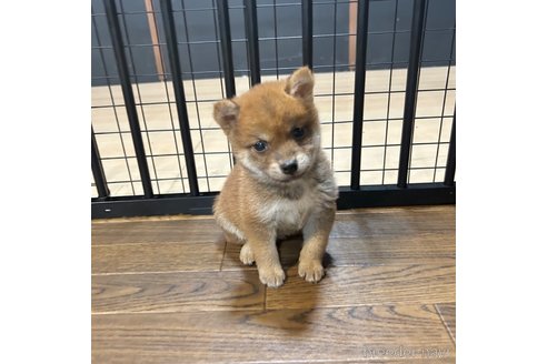 成約済の栃木県の柴犬-343880の35枚目