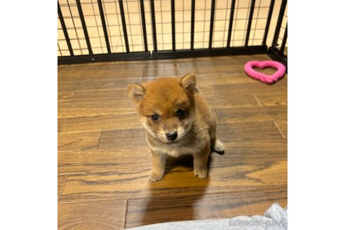 成約済の栃木県の柴犬-343880の34枚目