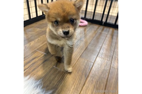 成約済の栃木県の柴犬-343880の33枚目
