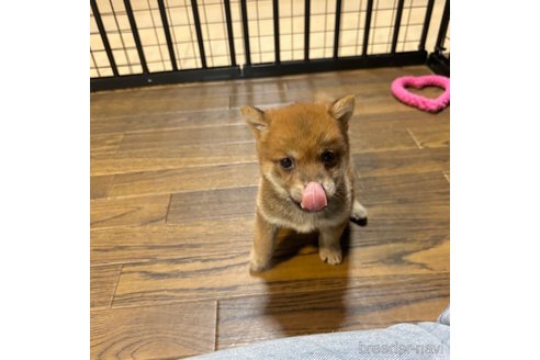 成約済の栃木県の柴犬-343880の32枚目