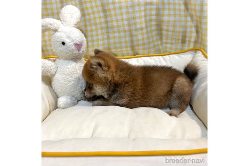 成約済の栃木県の柴犬-343880の29枚目