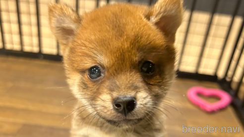 成約済の栃木県の柴犬-343880の28枚目