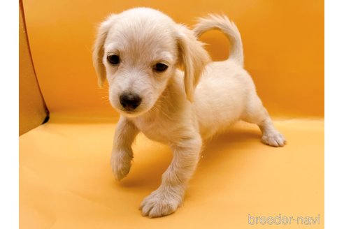 成約済の東京都のチワックス:チワワ×ミニチュアダックスフンド-343898の3枚目