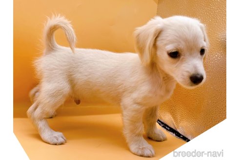 成約済の東京都のチワックス:チワワ×ミニチュアダックスフンド-343898の4枚目