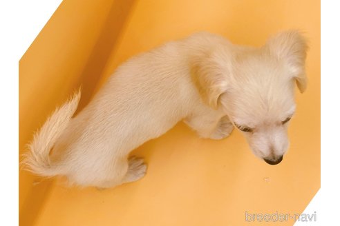 成約済の東京都のチワックス:チワワ×ミニチュアダックスフンド-343898の5枚目