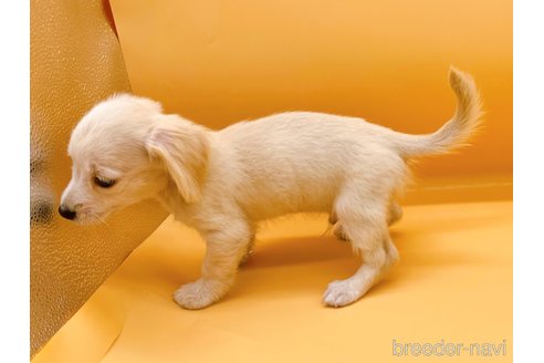 成約済の東京都のチワックス:チワワ×ミニチュアダックスフンド-343898の2枚目