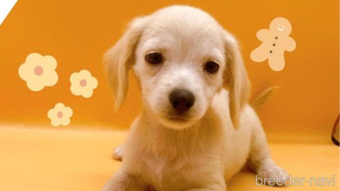 成約済の東京都のチワックス:チワワ×ミニチュアダックスフンド-343898の1枚目