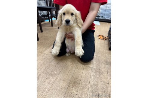 成約済の千葉県のゴールデンレトリーバー-329456の1枚目