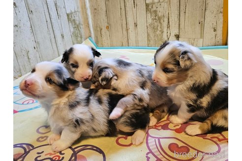成約済の長野県のオーストラリアンシェパード-342202の53枚目