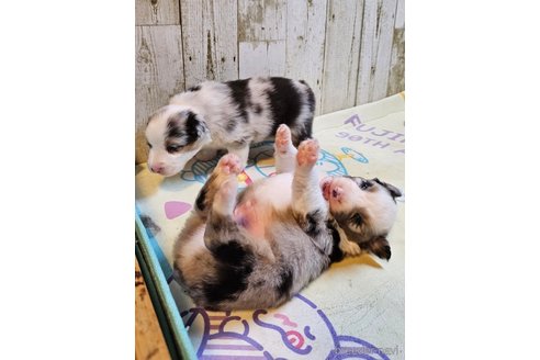 成約済の長野県のオーストラリアンシェパード-342202の26枚目