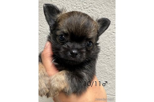 成約済の愛知県のチワワ(ロングコート)-342787の5枚目