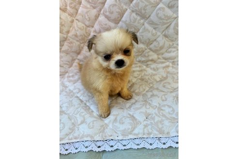 成約済の宮崎県のミックス犬-343922の3枚目