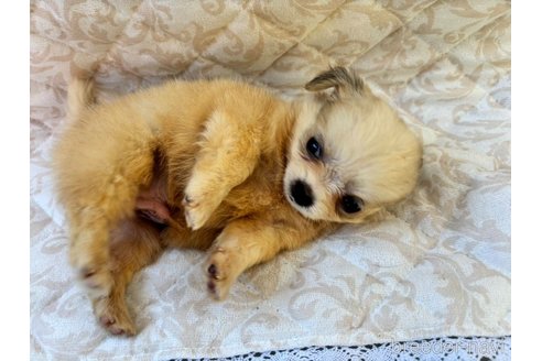 成約済の宮崎県のミックス犬-343922の4枚目