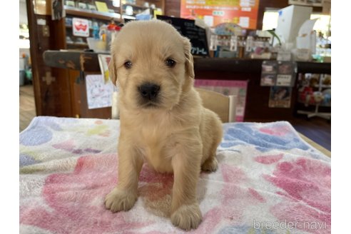 成約済の長野県のゴールデンレトリーバー-343926の3枚目