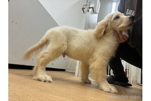 成約済の千葉県のゴールデンレトリーバー-329453の7枚目