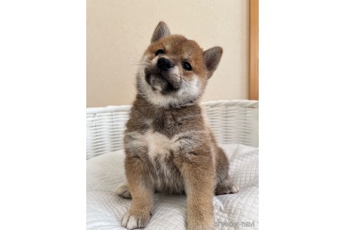 成約済の兵庫県の豆柴-341092の1枚目