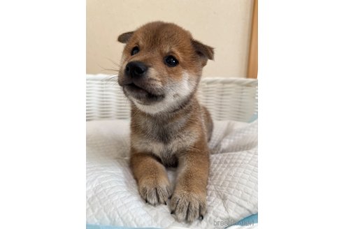 成約済の兵庫県の豆柴-341094の1枚目